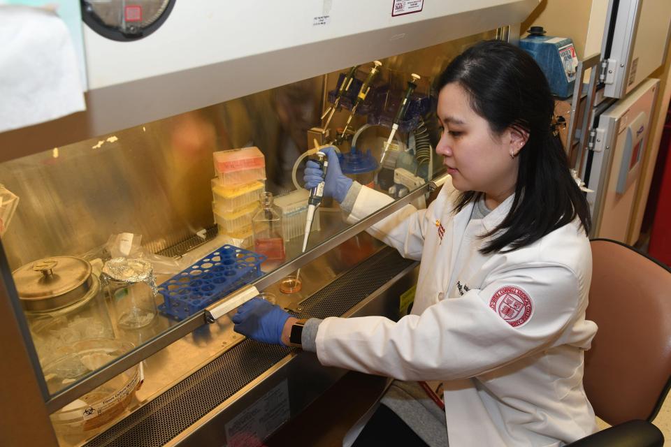 Post doctoral researcher Isabella Kong performing tissue culture work in the biosafety cabinet.